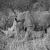 White rhino/rinoceronte at Waterberg Plateau, Namibia